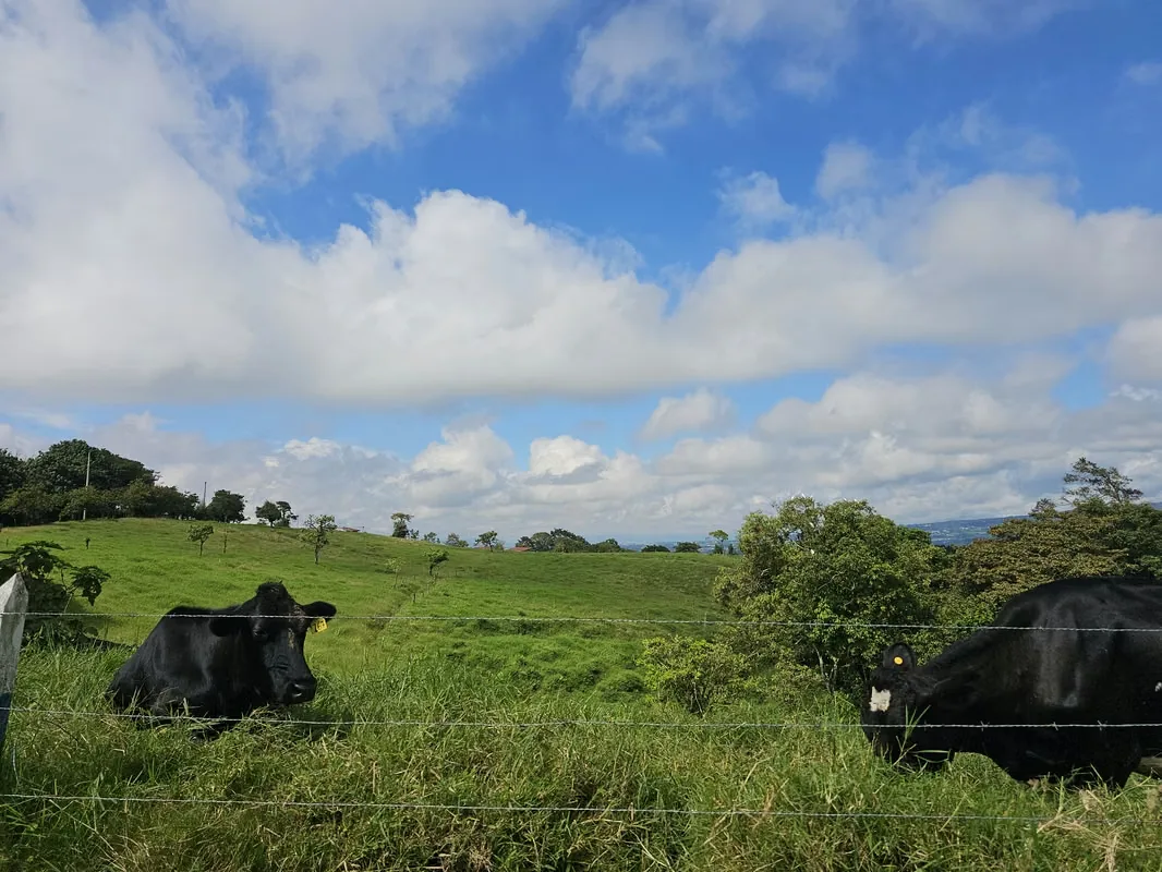 MA Asesorías Vende preciosa finca lechera en San Pedro de Vásquez de Coronado, San José. — photo 3