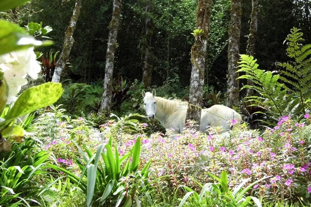 Peace, nature, and expansive green spaces await you at this spectacular 19.1-hectare estate, located in San Isidro del Guarco, Cartago. Ideal for a residence, retirement, or tourism ... — photo 5