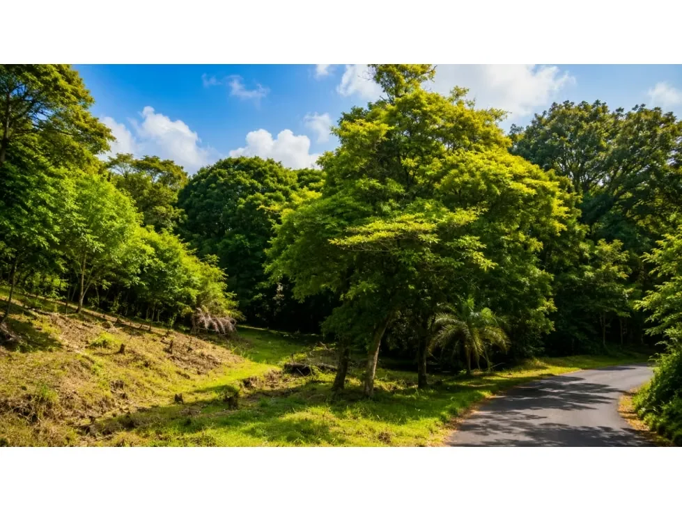 Te presento este increíble terreno en Turrubares, provincia de San José, ideal para aquellos que buscan invertir en un sitio tranquilo y rodeado de naturaleza. Con un área total de ... — photo 4