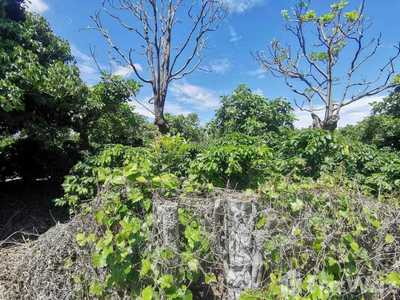 Land for Sale at Mountain Condominium For Sale in San Isidro for $1,000,000 — photo 5