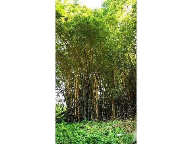 Land for Sale in Tilaran, Guanacaste for $59,000