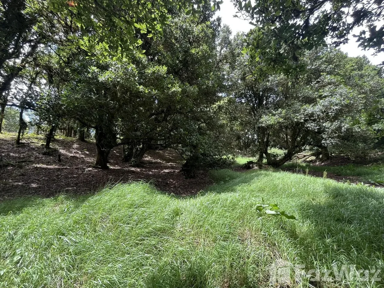 Land for Sale in Dota, San Jose for $33,000 — photo 3
