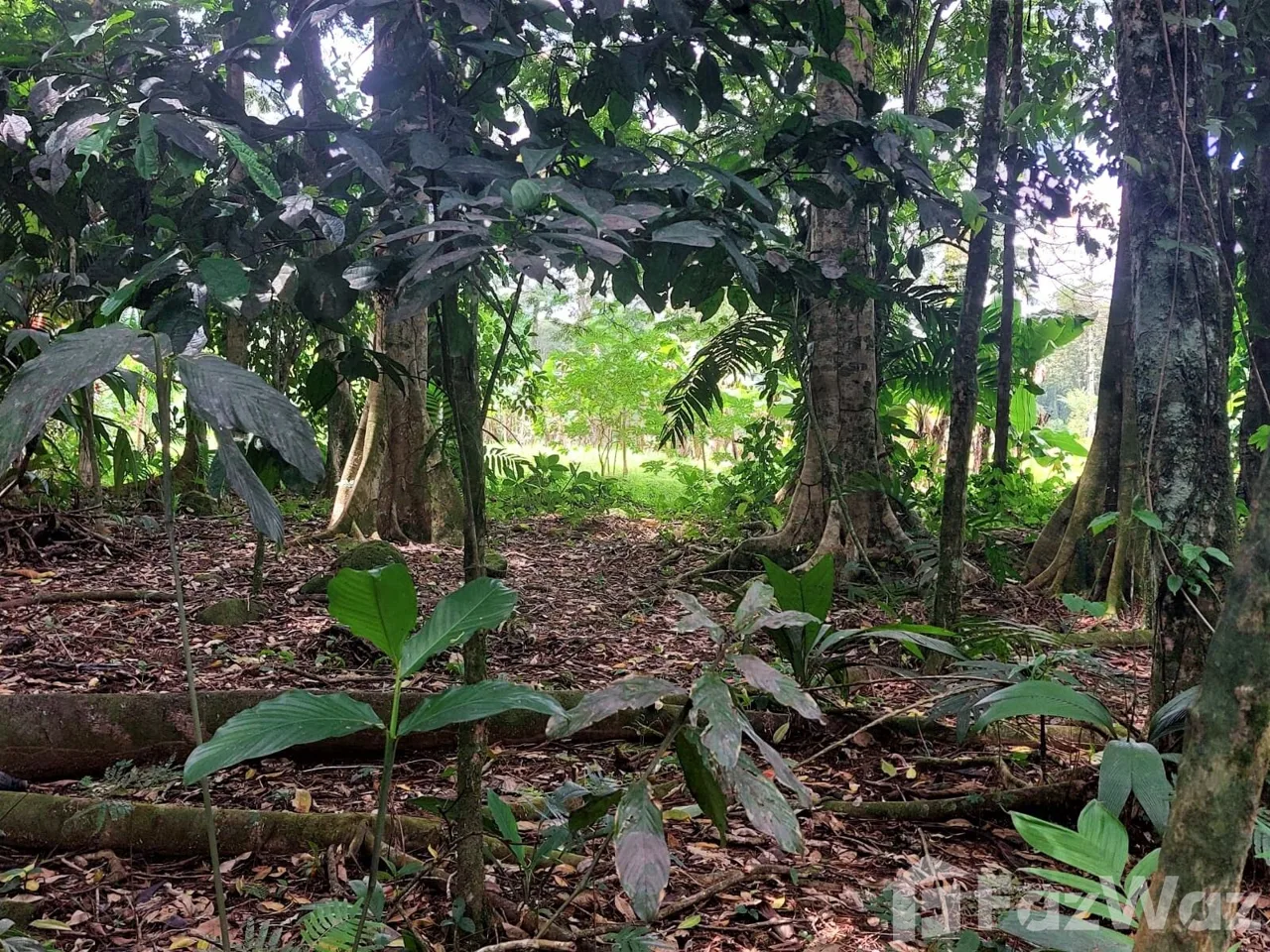 Land for Sale in Pococi, Limon for $92,400