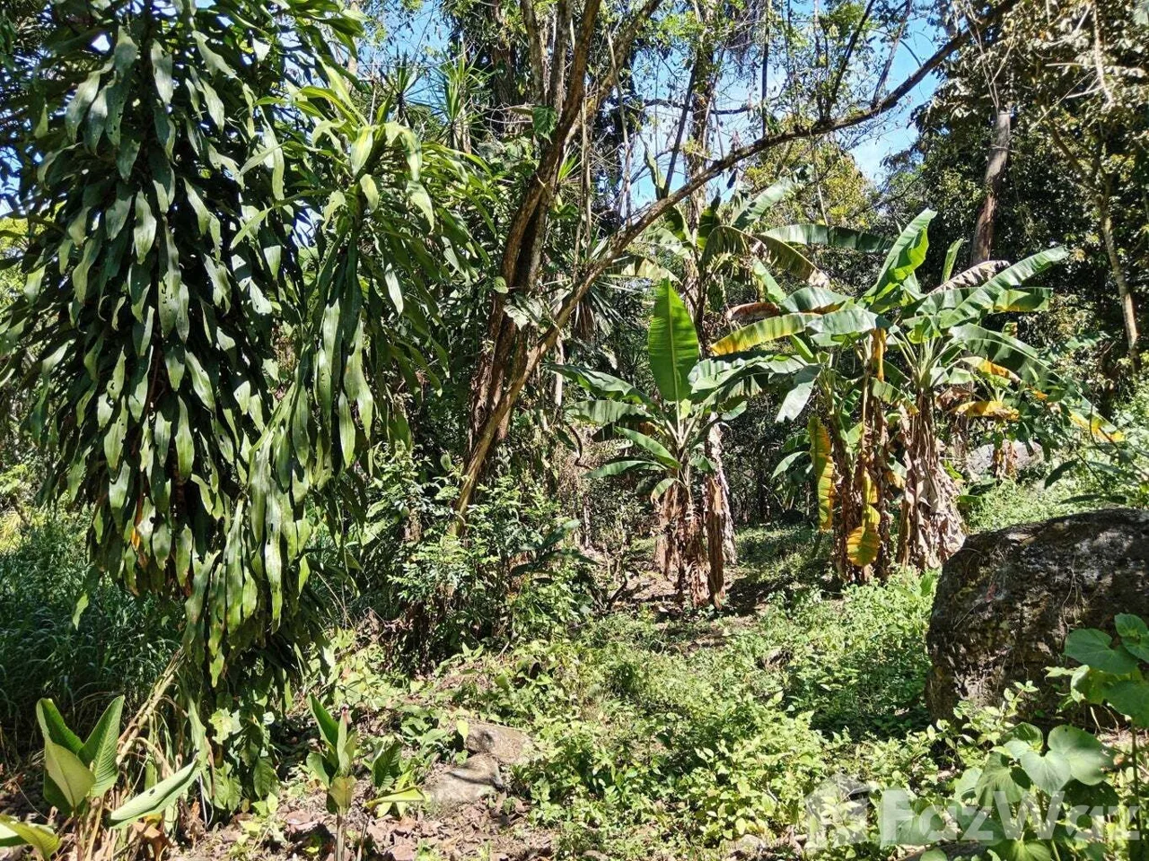Land for Sale in Mora, San Jose for $155,000 — photo 4
