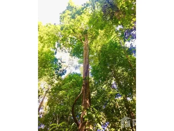 Land for Sale in Osa, Puntarenas for $49,000