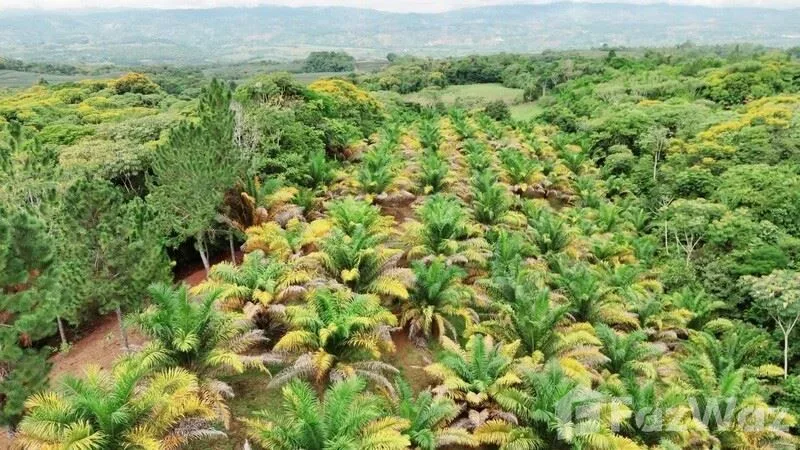 Land for Sale in Perez Zeledon, San Jose for $299,999 — photo 4