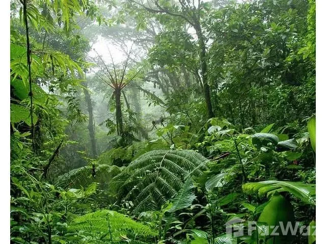 Land for Sale in Guatuso, Alajuela for $295,000