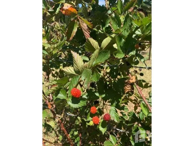 Land for Sale in Dota, San Jose for $43,000 — photo 3