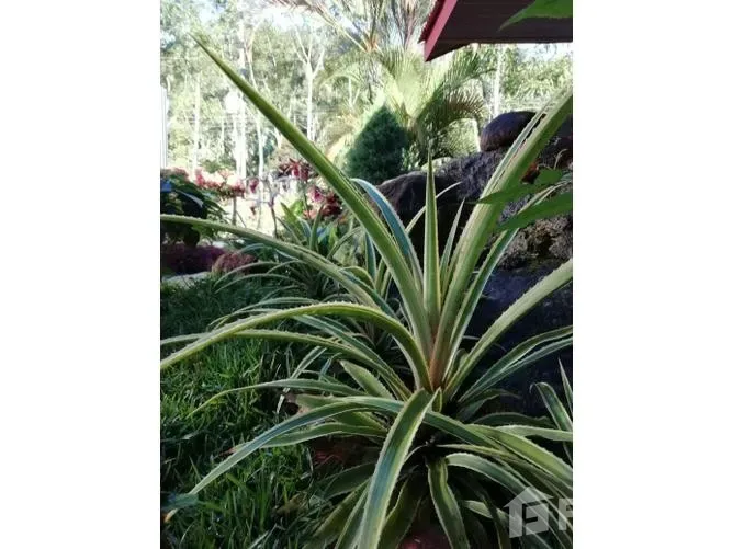 3 Bedroom House for Sale in Perez Zeledon, San Jose for $125,000 — photo 4
