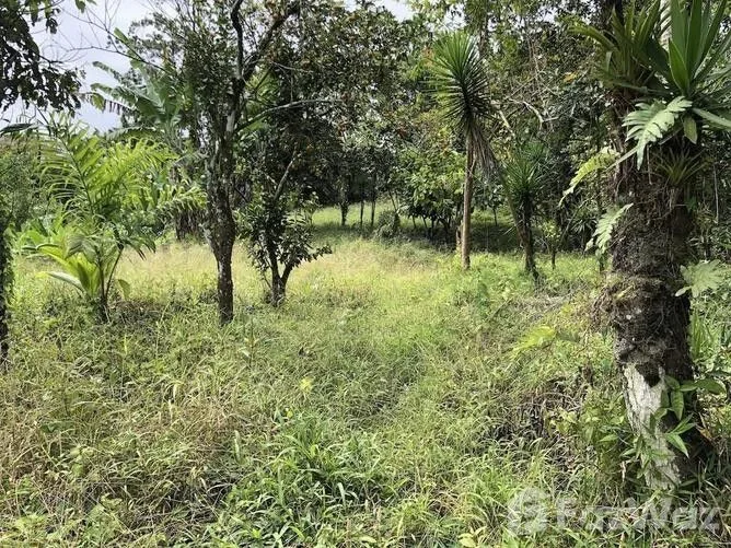 Land for Sale in Siquirres, Limon for $37,000