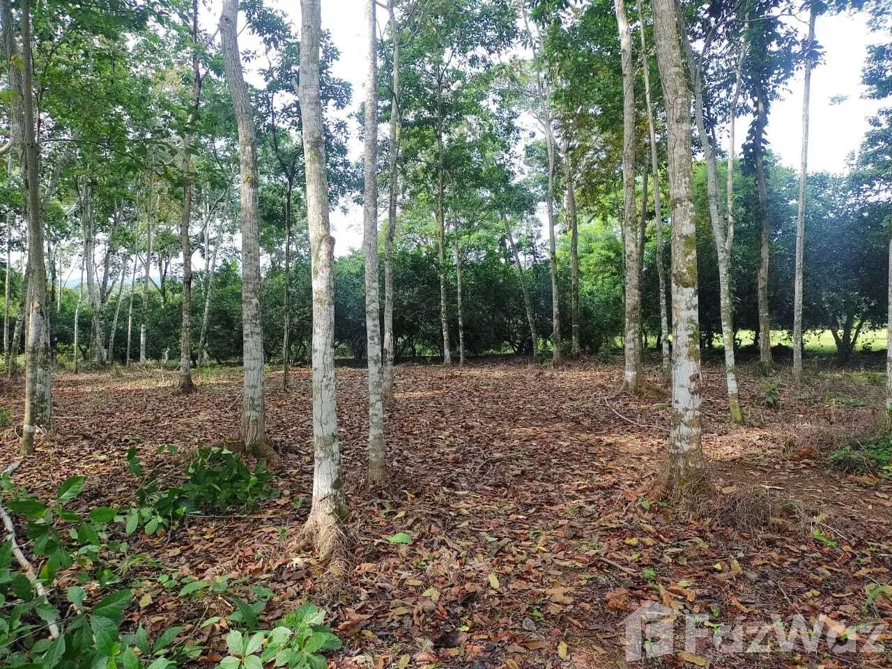 Land for Sale in Siquirres, Limon for $70,400