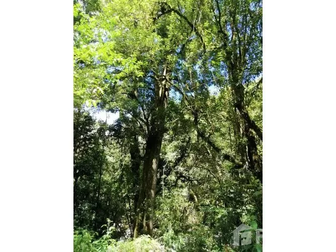 Land for Sale in Perez Zeledon, San Jose for $605,600 — photo 5