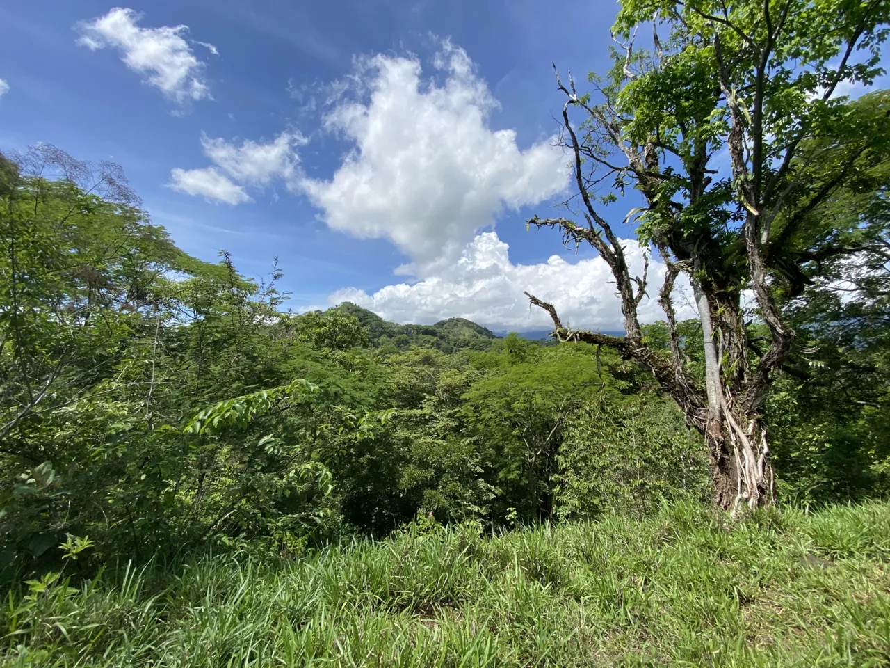15 Acres Turrubares Farm for sale