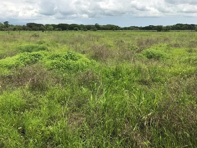Agricultural Land in Guardia