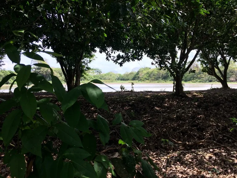Home Construction Site in Caño Negro