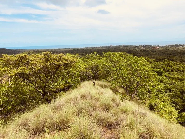 Agricultural Land in Tamarindo