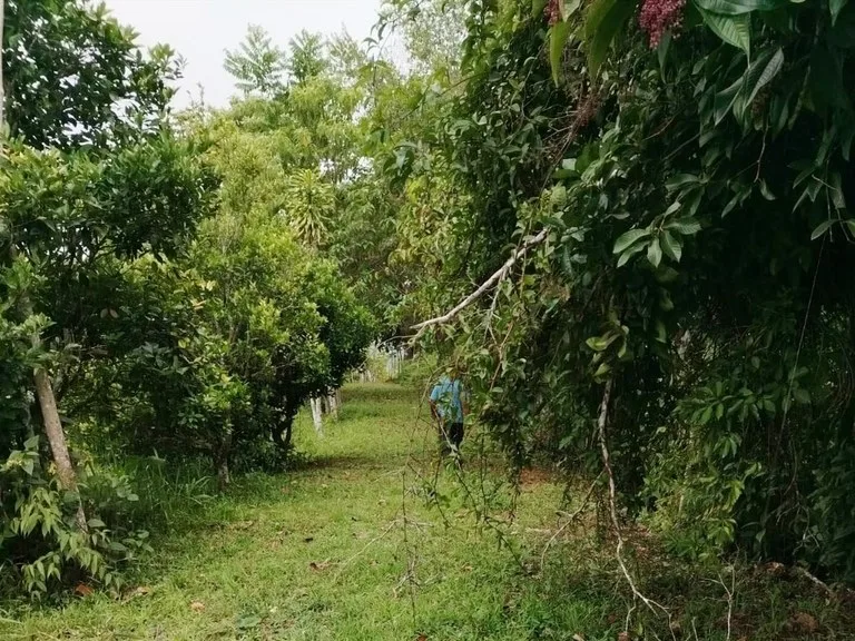Farm in La Guaria