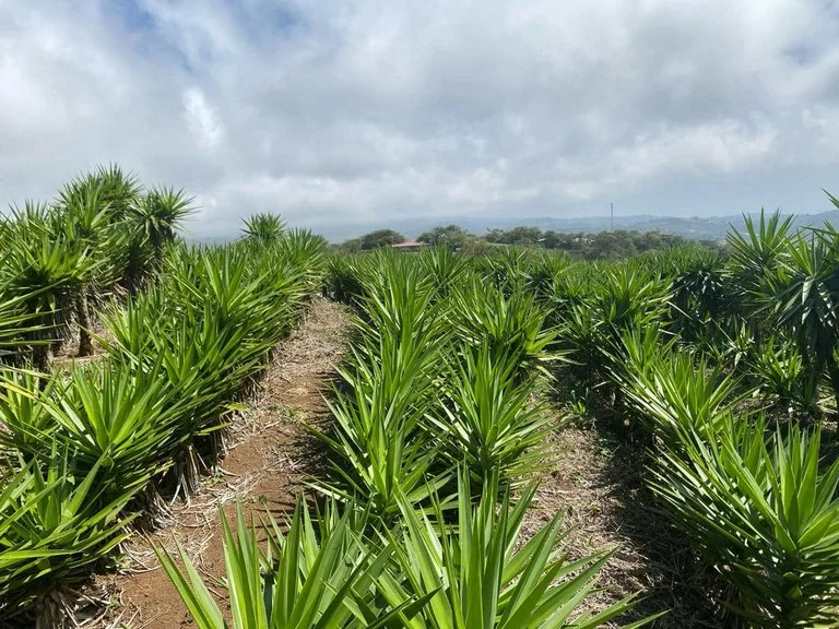 Agricultural Land in Ángeles