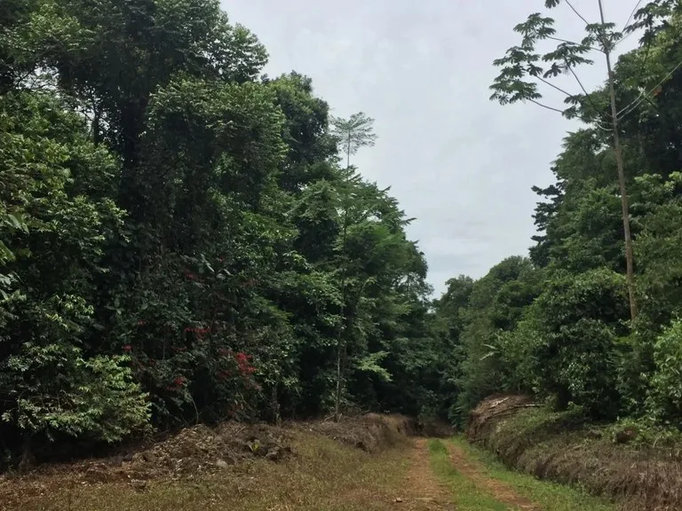Agricultural Land in Sarapiqui