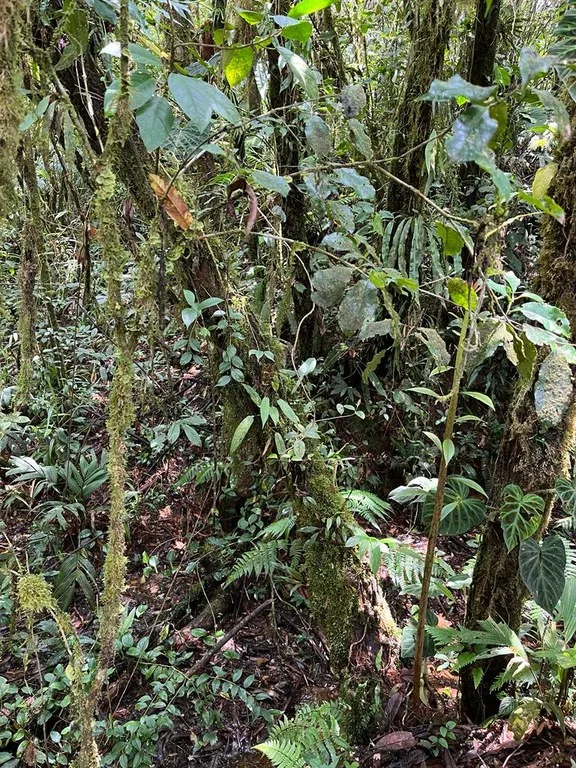Development Parcel in La Unión