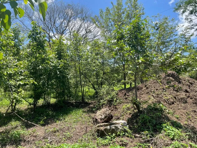 Agricultural Land in Liberia