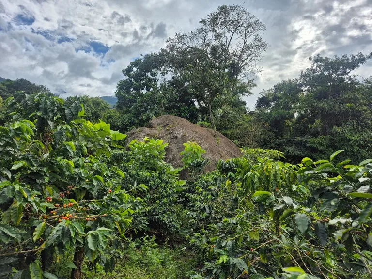 Agricultural Land in Santa Elena de San Isidro