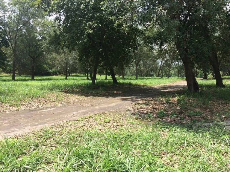 Agricultural Land in Cañas Dulces