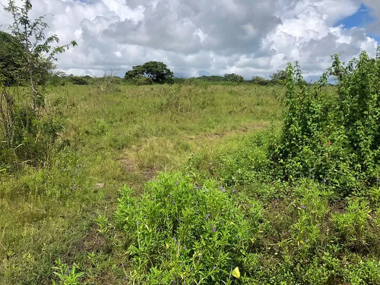 Agricultural Land in Liberia