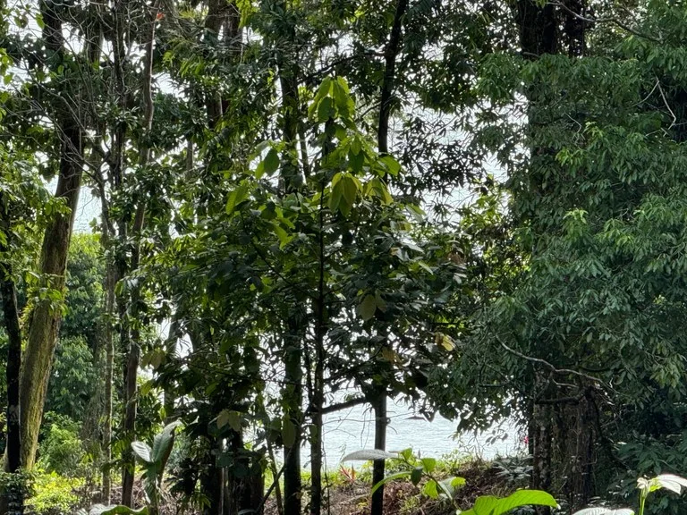 Home Construction Site in Dominical