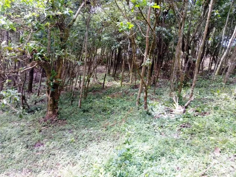 Home Construction Site in Nuevo Tronadora