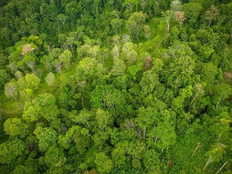 Agricultural Land in Puerto Jimenez