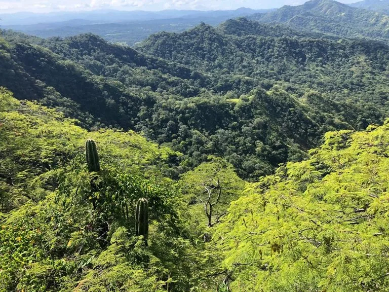 Agricultural Land in Nuevo Colon