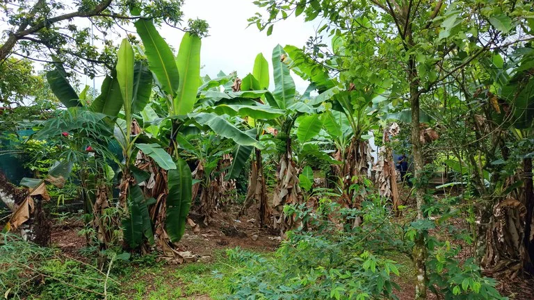 Home Construction Site in General Viejo — photo 5