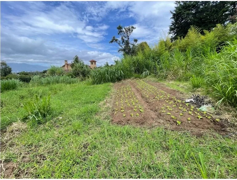 Agricultural Land in San Isidro