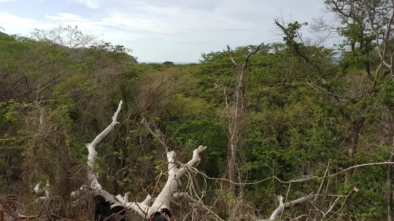 Agricultural Land in Playa Conchal