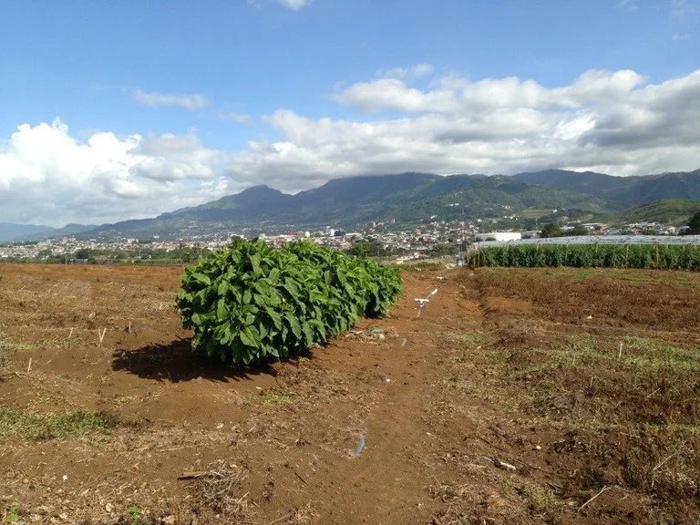Agricultural Land in La Asunción