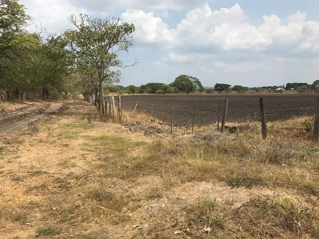 Development Parcel in Palmira