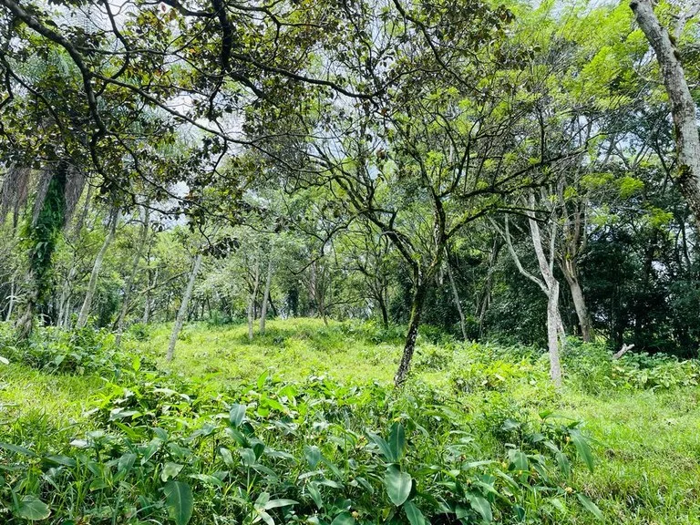 Agricultural Land in Desamparaditos