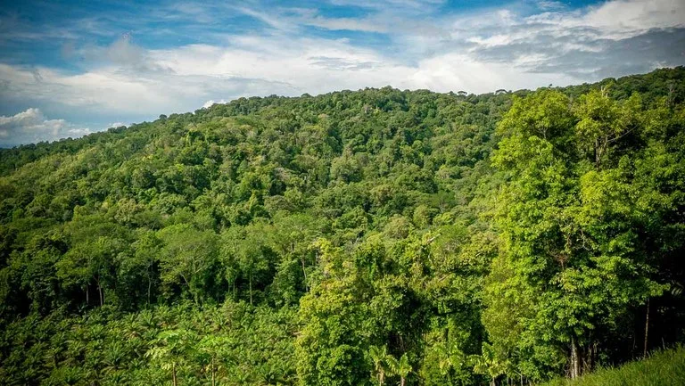 Agricultural Land in Sierpe