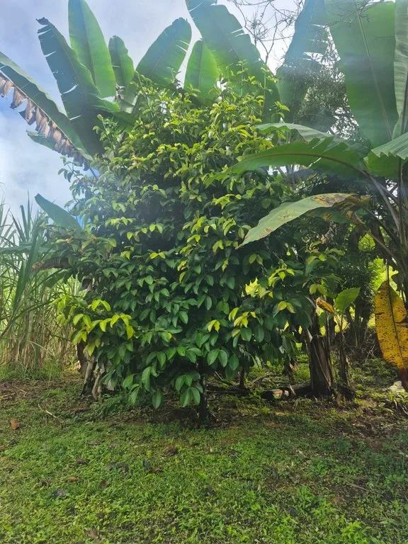 Agricultural Land in La Linda General Viejo — photo 3