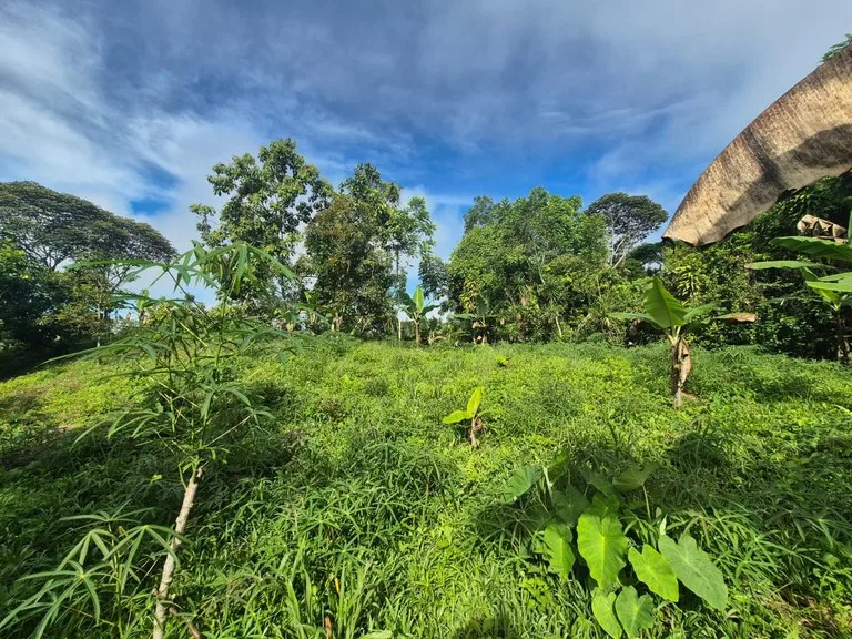 Agricultural Land in La Linda General Viejo — photo 4