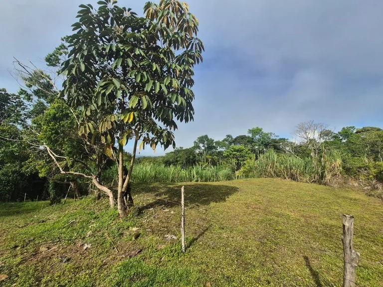 Agricultural Land in La Linda General Viejo — photo 5