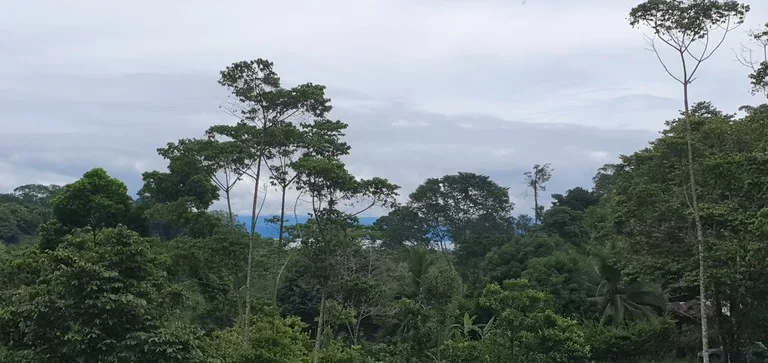 Home Constrcution Site, Development Site and Agricultural Land in Puerto Jimenez