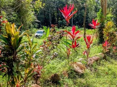 Lote en la selva con borde de río – Camine hasta Plaza Ventanas, Ojochal, photo 8