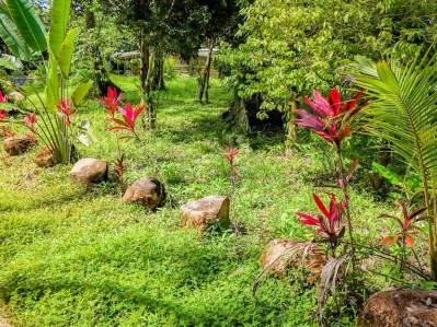 Lote en la selva con borde de río – Camine hasta Plaza Ventanas, Ojochal, photo 9