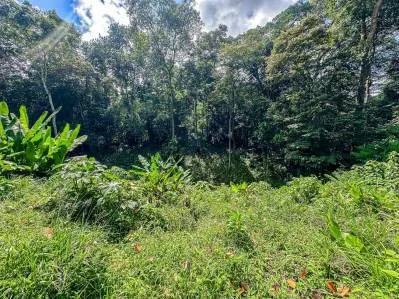 Lote en la selva con borde de río – Camine hasta Plaza Ventanas, Ojochal, photo 10