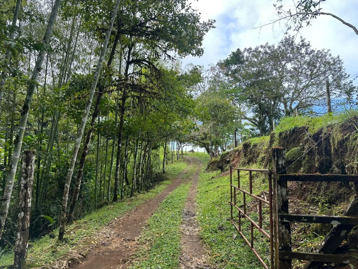 Epic Mountain For Sale With Mind-blowing Views Perez Zeledon Costa Rica, photo 6
