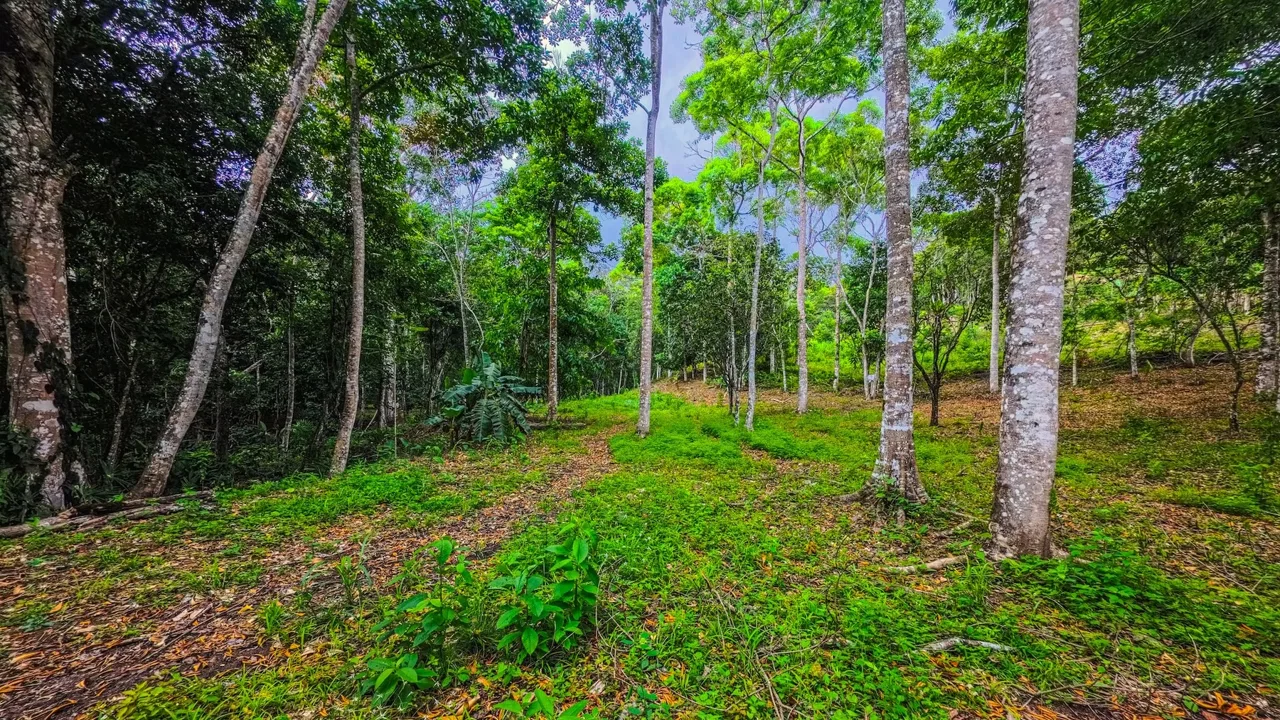 BUILDING PROPERTY WITH FRUIT TREES AND MOUNTAIN VIEWS, IN LA PALMA PEREZ ZELEDON – 2.4 ACRES