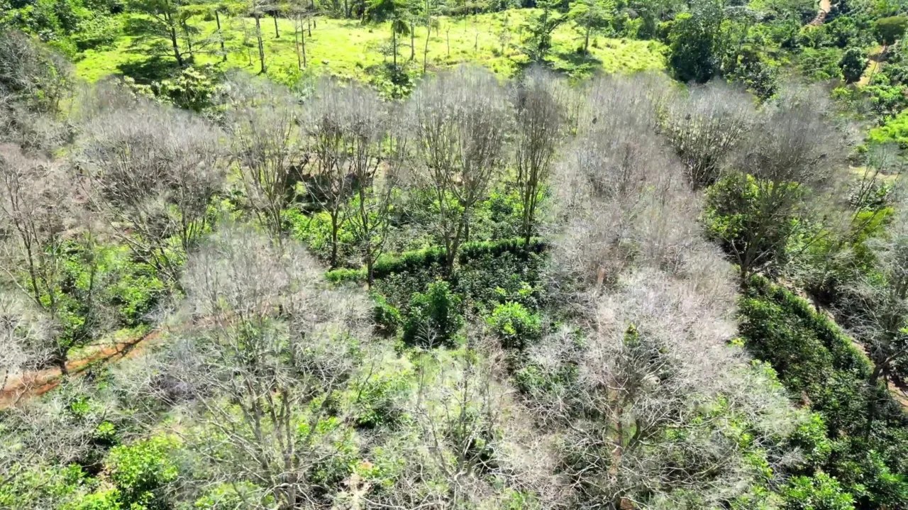 This Is The Lot (3 acres) For Sale In Santa Elena Del General, San Jose, You Are Looking For!!, photo 6