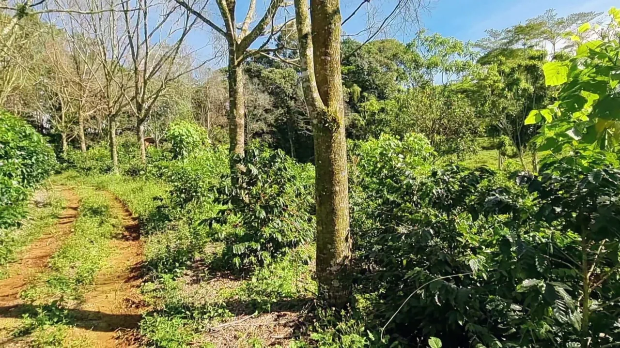 This Is The Lot (3 acres) For Sale In Santa Elena Del General, San Jose, You Are Looking For!!, photo 7